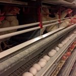 Hens being held in kennel-like containers with a trough holding the eggs they lay.
