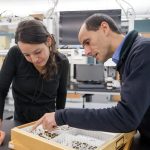 Two scientists leaned over a box, examining different bees