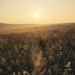 A large strech of land that's covered with grass and trees as the sun is setting.