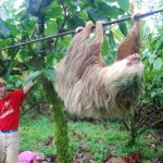 A sloth hanging on a cord with a man watching in the background