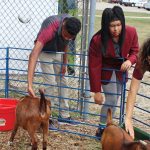Three students leaned over a short metal fence to pet two baby goats