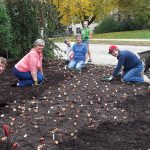 Five older women on their hands and knees on a patch of dirt gardening