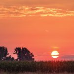 A sunset landscape as the sun sets behind rows of tall grass