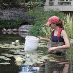 A student wading in water that's waist high. She's surrounded but plant life in the water and has a bucket in her hand.