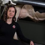 A woman crouched down in front of the back half of a cow near its legs and utters