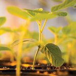 A close up of young sprouting plants