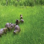 A family of otters run through a green patch of woods