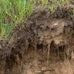A side view of grass and the layers of dirt and soil below it