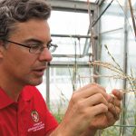 A man examining the buds of a plant