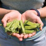A women cupping her hands together holding snap peas