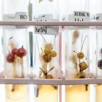 test tubes filled with buds of different varieties