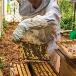 A beekeeper tending to bees in their hive