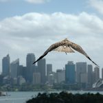 A hawk flying over the Sydney city skyline
