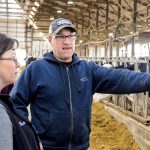 A man and woman in a stable full of cows