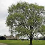 A large elm tree in the yard of a large stone castle