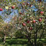 A row of cider apple trees in the orchard at Albion Prairie Farm, located just east of Stoughton, Wis. Photos by Michael P. King