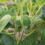 Healthy soybean plants flower in a field at the Marshfield Agricultural Research Station near Marshfield, Wis., in July 2018. Photo by Michael P. King