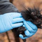 Porcupettes, or baby porcupines, are at the center of ongoing research into the impact of climate change on wildlife. Photos by Michael P. King (2)