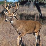 In Wisconsin, chronic wasting disease is concentrated among white-tailed deer in southwestern and southeastern counties. Photo by Scott Bauer, USDA Agricultural Research Service