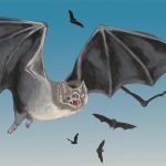 An illustration of a bat flying through the sky. Smaller bats fly around in the background.