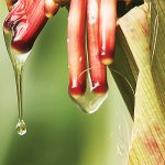 A clear liquid dripping off the side of a corn plant