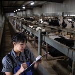 A young woman writing on a clipboard on the end of a long building that's lined with stalls holding many cows