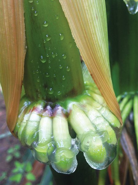 Roots of corn plants encased in a thick layer of a thick clear substance