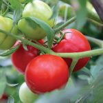 Close up of ripening tomato plants.