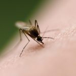 A close up of a mosquito on a persons skin, mid-bite