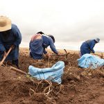 Three women on the potato farm harvesting crop