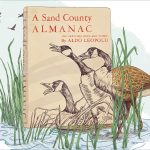 An illustration on a book with three geese on the cover. The book sits in a small pond surrounded be tall grass.