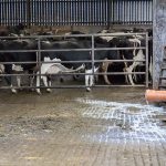 Interior of a dairy barn. In the background, Holstein cows gather behind a metal fence; in the foreground, a puddle of spilled milk.