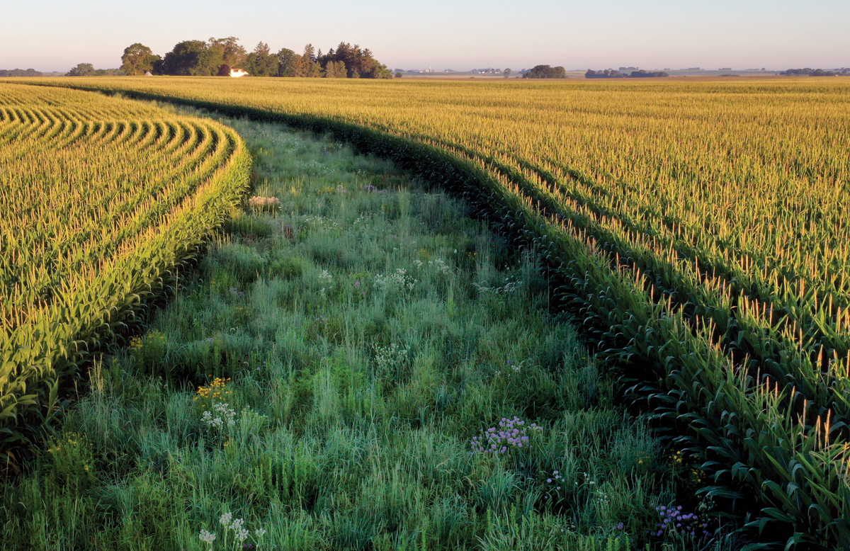 A sprawling cornfield with a strip of grassy land in the center.