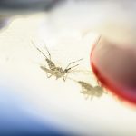 A close up look at the bodies of two mosquitos.