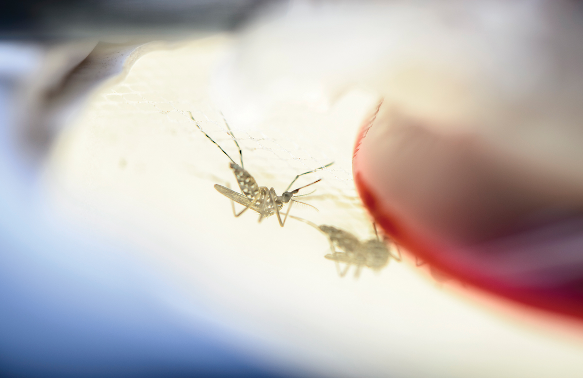 A close up look at the bodies of two mosquitos.