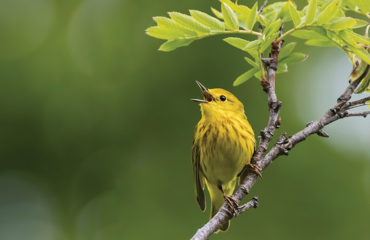 A close up of a brightly colored bird sitting on a tree branch chirping.