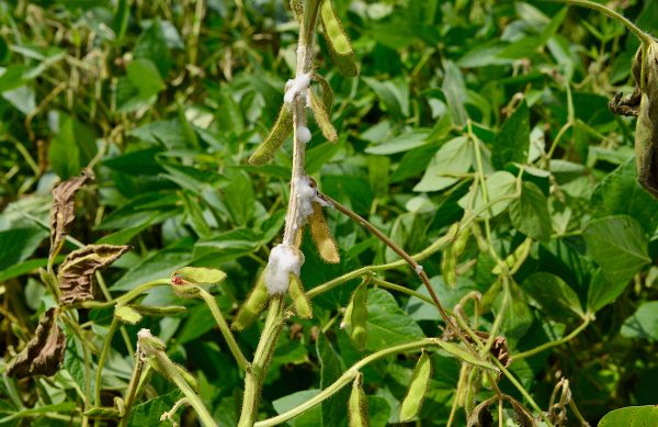 A close up of a cottony stem of a soybean plant. 