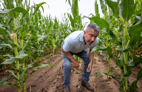 A man crouches below rows of corn plants in a field