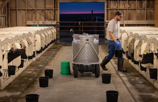 A man distributing buckets of milk to stables of calves