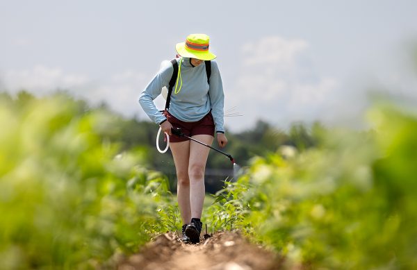 A student walks between two rows of plants spraying them