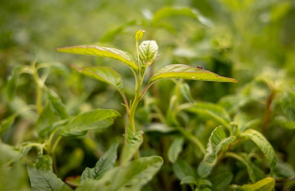A close-up of a water hemp weed among many other weeds. It's a small weed with five leaves pointing in different direction.