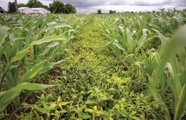 A row of weeds in a field