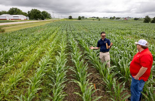 Two men standing between rows of plants in a large field