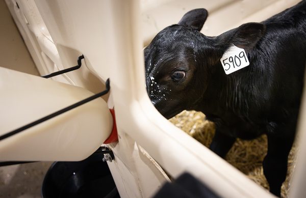 A close up of a baby cow drinking milk from a bottle.
