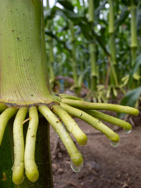 A close-up of the roots of a corn plant. Sacks of a clear substance collect on the tip of some of the roots.