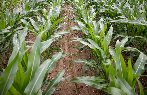 Rows of leafy knee-high plants.