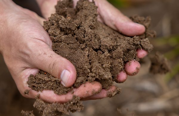A close-up of someone holding dirt in the palm of his hands.