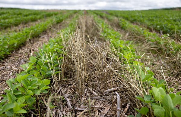 Rows of short plants in a field.
