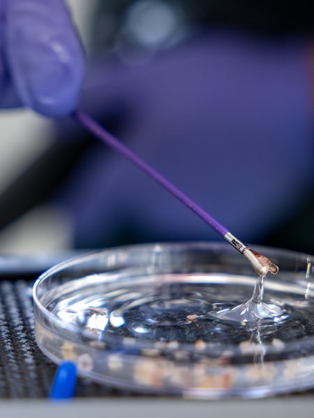 A close-up of colon tissue being placed into a petri dish using tweezers.