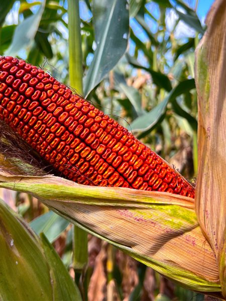 A close up of red corn in a field of corn